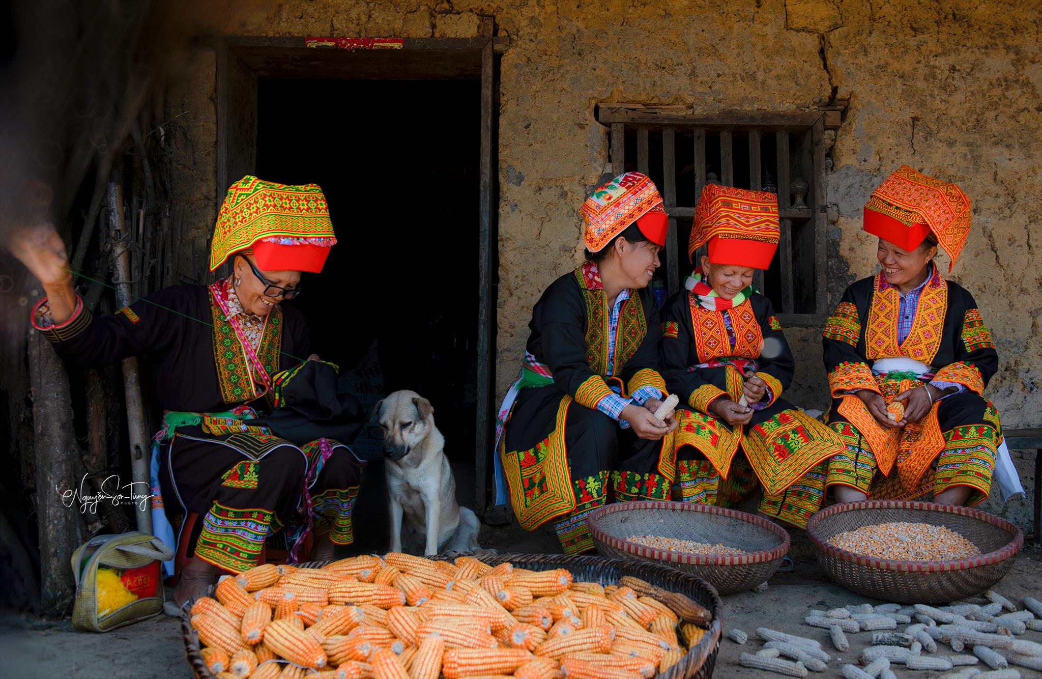 Tẽ ngô trước sân nhà