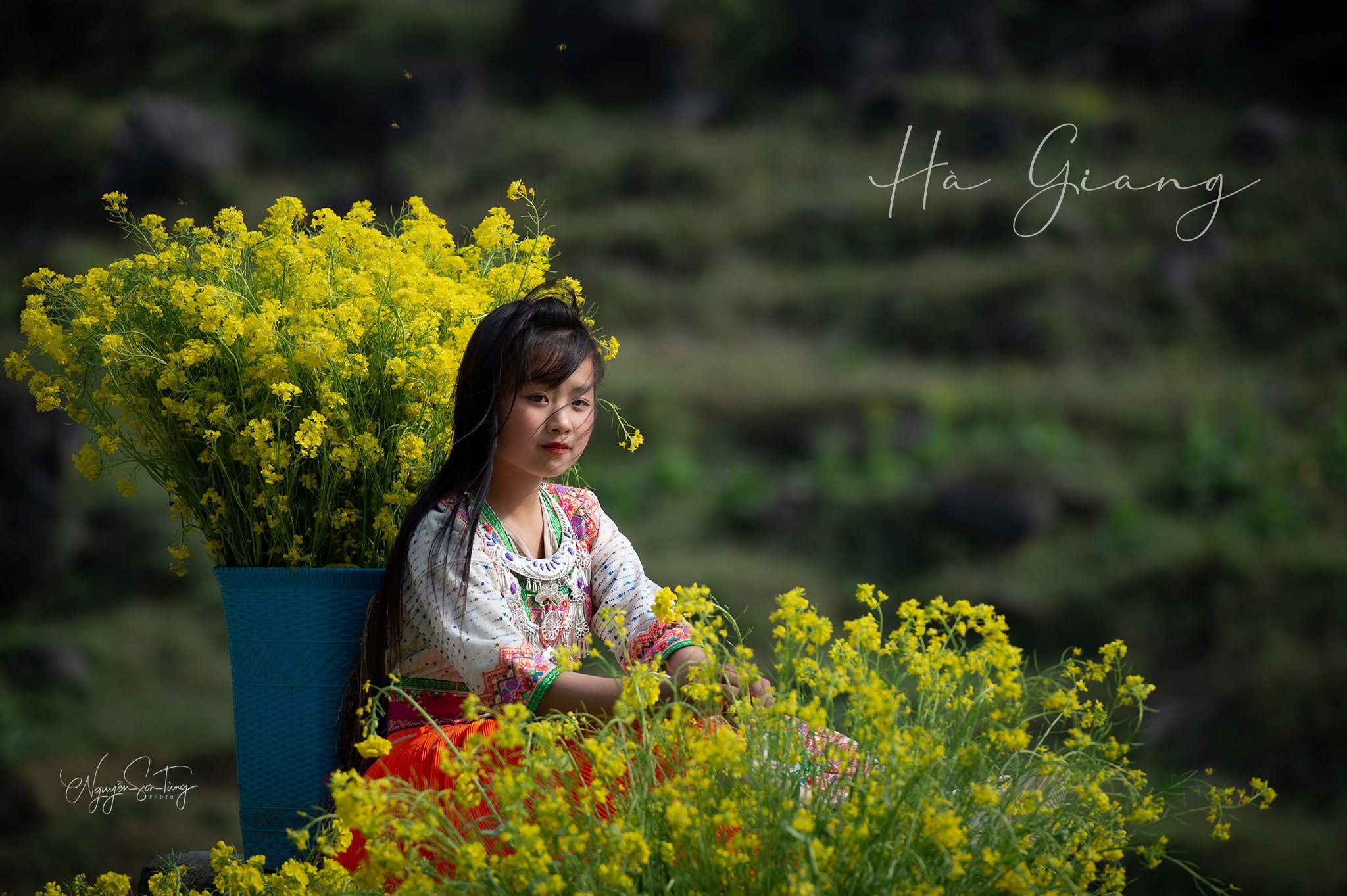 Bé gái bên xô hoa cải