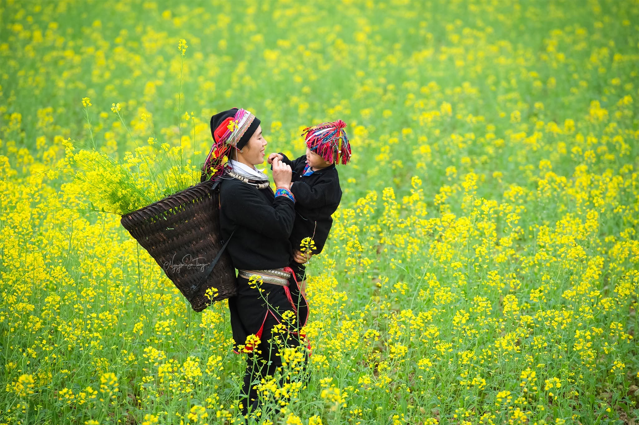Người phụ nữ gùi giữa đồng cải
