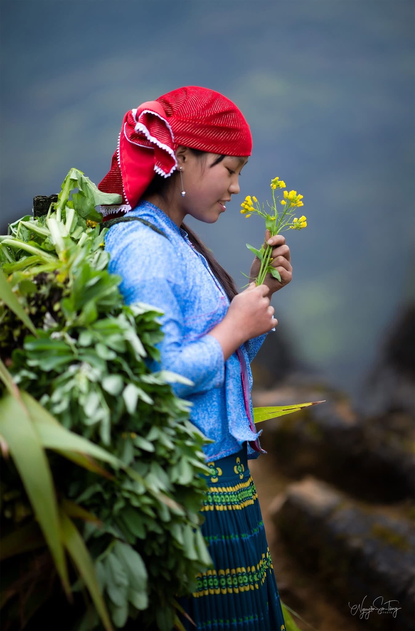 Thiếu nữ khăn đỏ nâng niu cành hoa cải vàng