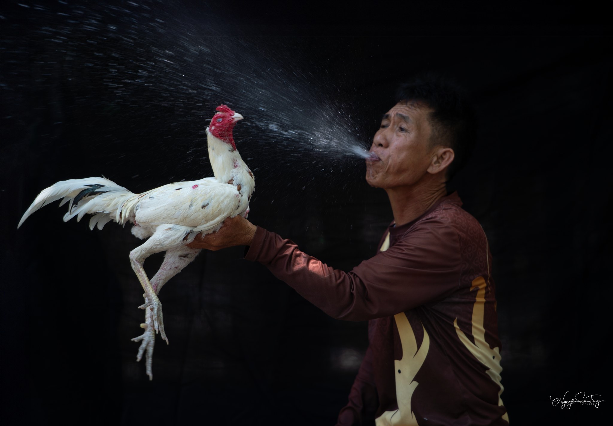 Những chú gà trống được chăm chút — như báu vật của làng