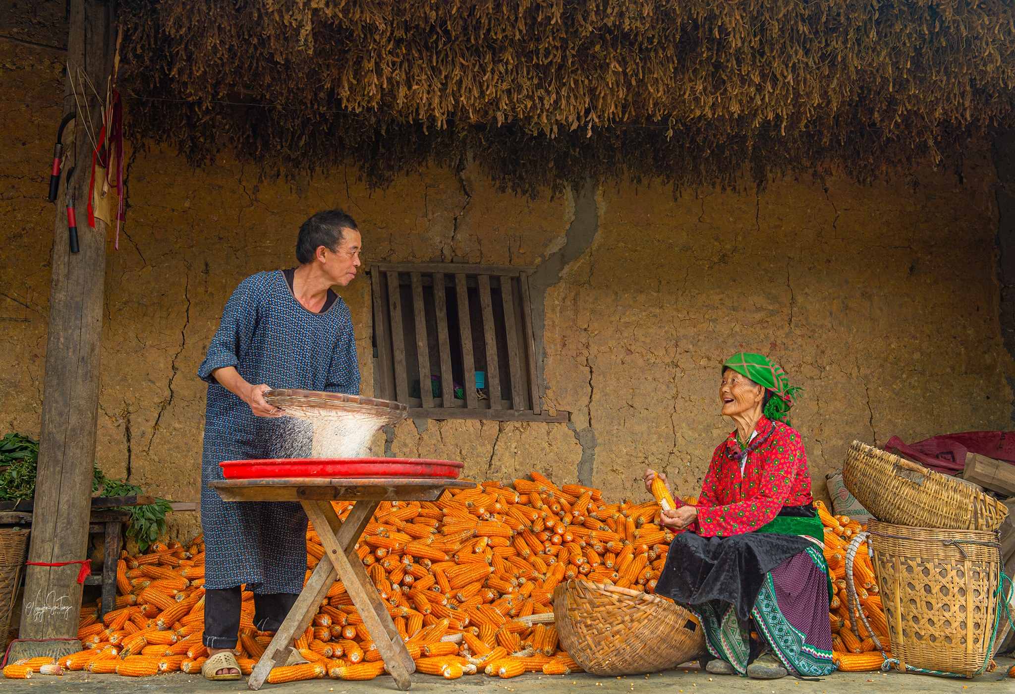 Sân nhà mùa ngô: người sàng ngô, người bóc ngô bên đống ngô vàng