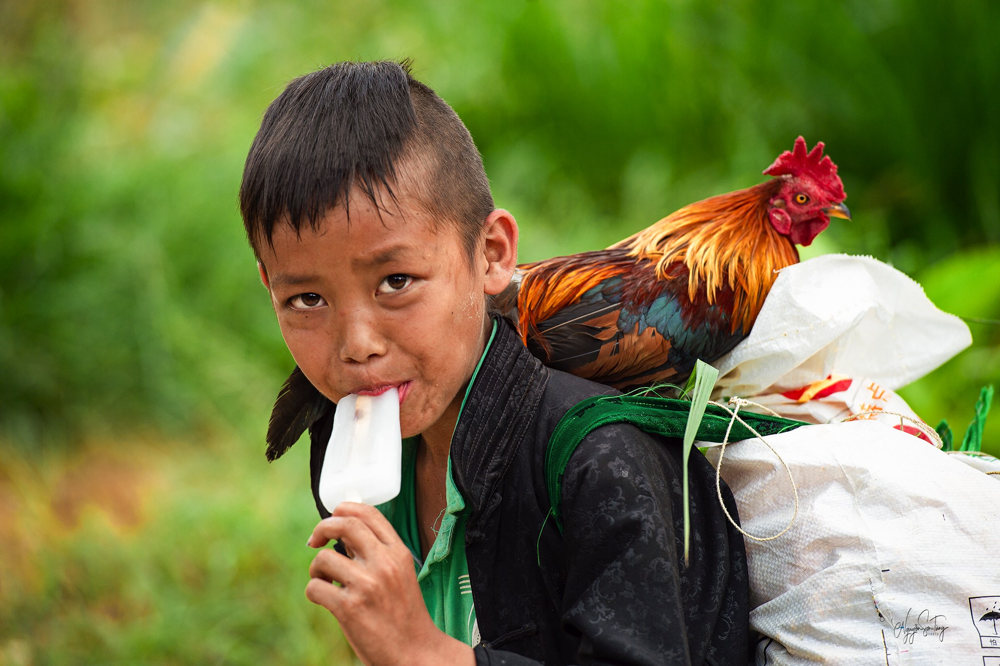 Cậu bé ăn kem với con gà trống đậu trên sọt sau lưng