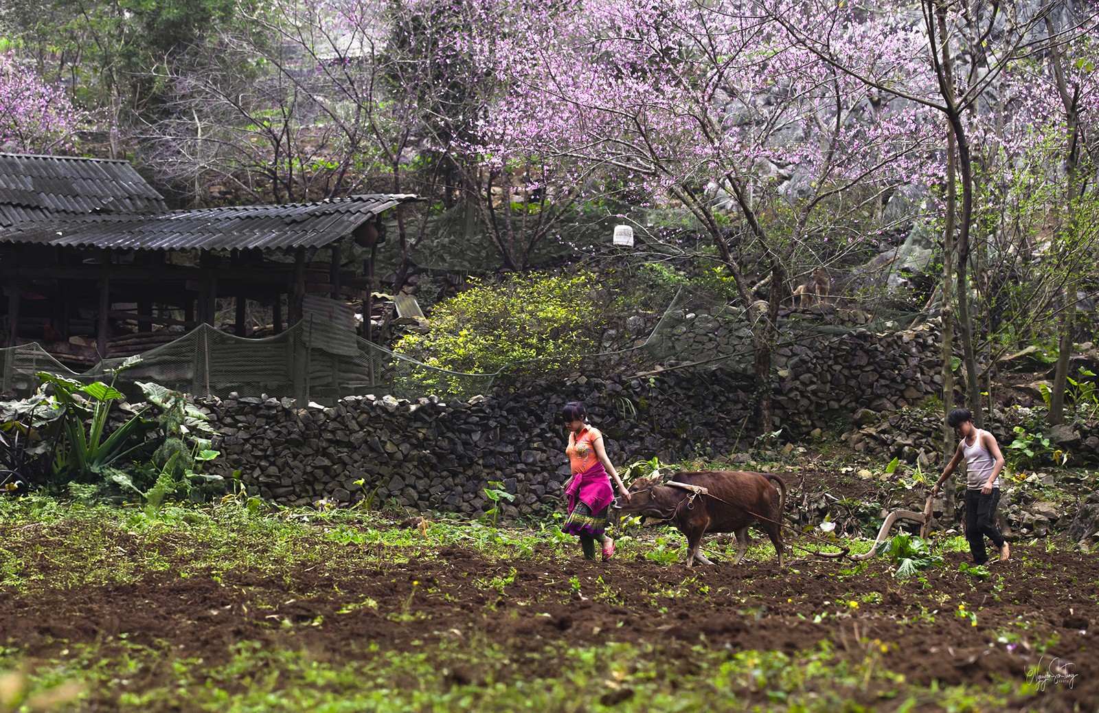 Xuân về trên bản