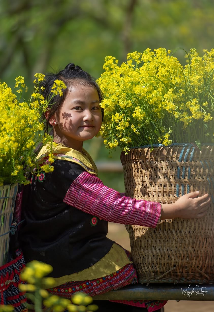 Hoa cải vàng