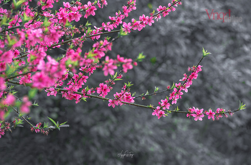 xuan04